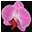 orchidmall.com