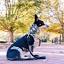 castleofcanines.com