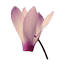 cyclamen.org