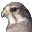 falcovideo.ru