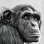 infinitemonkeysblog.com