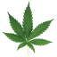 thecloneconservatory.com