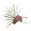 americaslongleaf.org