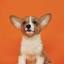 getapuppy.ca