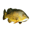 cichlidae.com