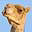 indigoreisen.ch