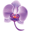 orchideethaimassage.ch