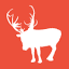 reindeercam.com