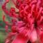 wildfloweringsart.com