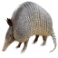parkerwildlifecontrol.com