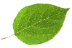 cc4es.org