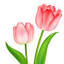 najlaflorist.com