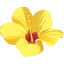mauinews.com