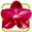 orchids.com