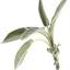 common-sage.com