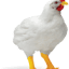 avifasa.com