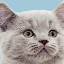paradisepetsitters.com