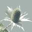 xeraplants.com