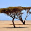 plantdiversityofsaudiarabia.info