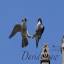 chichesterperegrines.co.uk