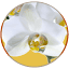 infloressens.fr