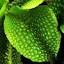 fernzenmosses.com