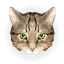 lynxtogo.info