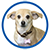 lucypetfoundation.org