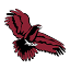 cssd.org
