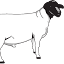 dorpersheep.org