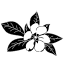 ciciesq.com