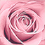lavieenrose.com