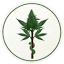 doccannabico.com