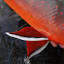 anadromousflyfishing.com