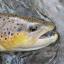 troutzoneanglers.com