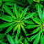 assistcannabisaccounting.com