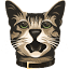 allaboutcats.com