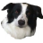 obedienceuk.com