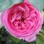 rosesocietyvic.org.au