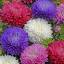 chiantigardens.com
