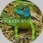 lacerta-bilineata.com
