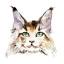 mainecoon.org