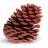 pinecones.com