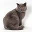 cheshireladycattery.com