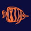 aquariumadvice.com