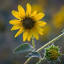substitutefavorites.com