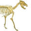 howigotintoveterinaryschool.com