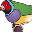 gouldianfinch.gr