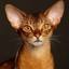 abyssinian.fr