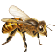 killerbeeinc.com